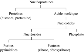 Hydrolyse chimique des nucléoprotéines