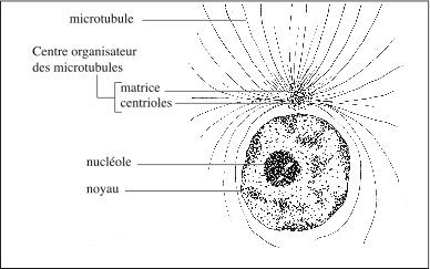 Cellule en interphase