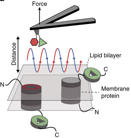 Dual ligand