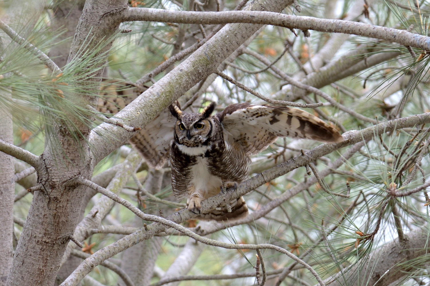 Owl